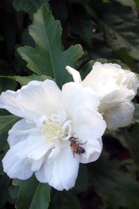 National, Native and other Popular Flowers of Israel